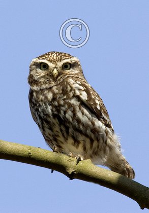 Little Owl DM0909